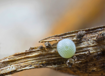 Red-banded Hairstreak egg